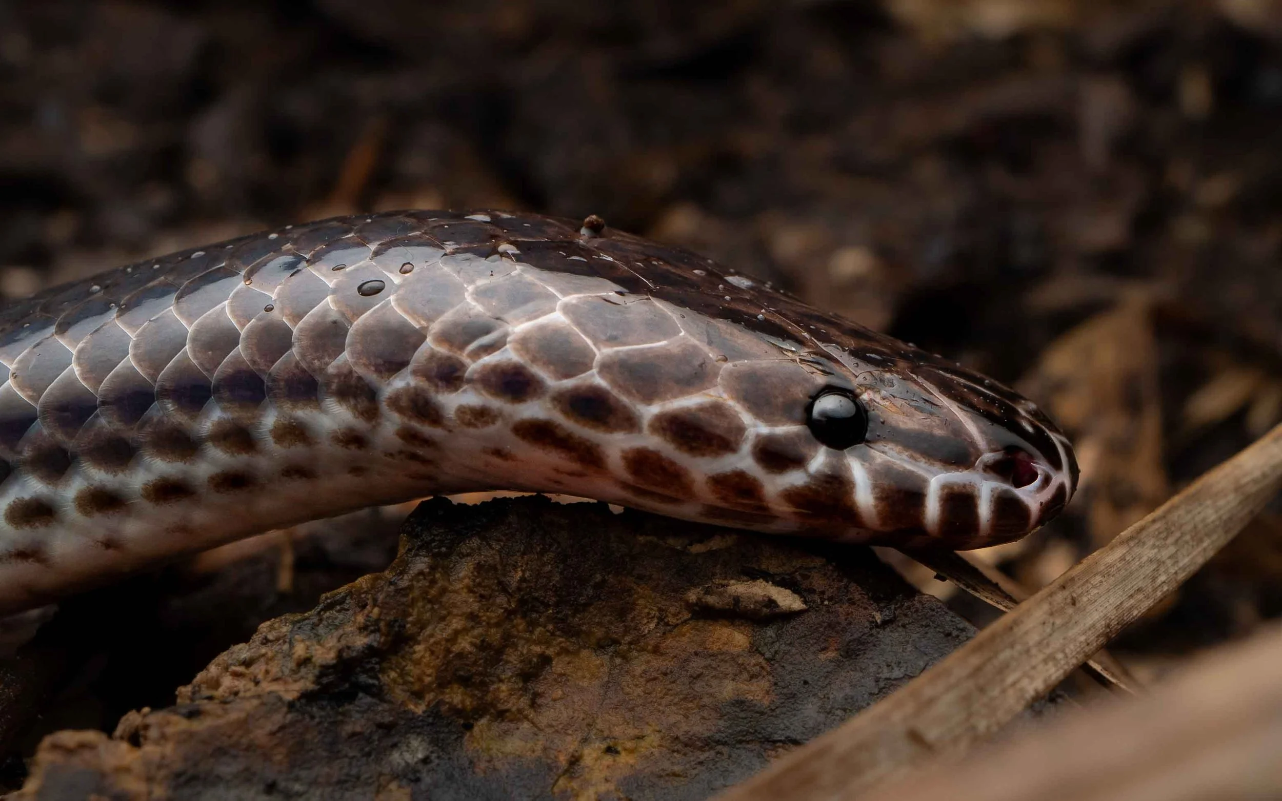 Sunbeam Snake — HongKongSnakeID.com